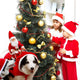 Dog Christmas Clothes Santa Claus Riding Deer(🎅 Christmas Early Special Offer - 50% OFF)